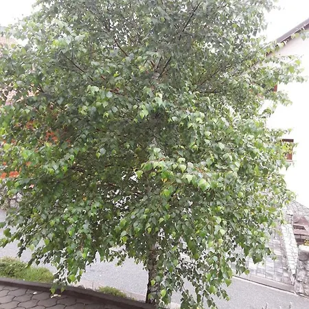 Studio Apartman Betula